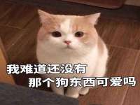 北京翼趣科技有限公司