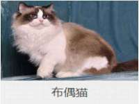 北京翼趣科技有限公司