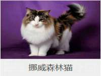 北京翼趣科技有限公司