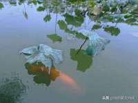 北京翼趣科技有限公司