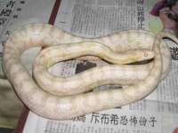 北京翼趣科技有限公司